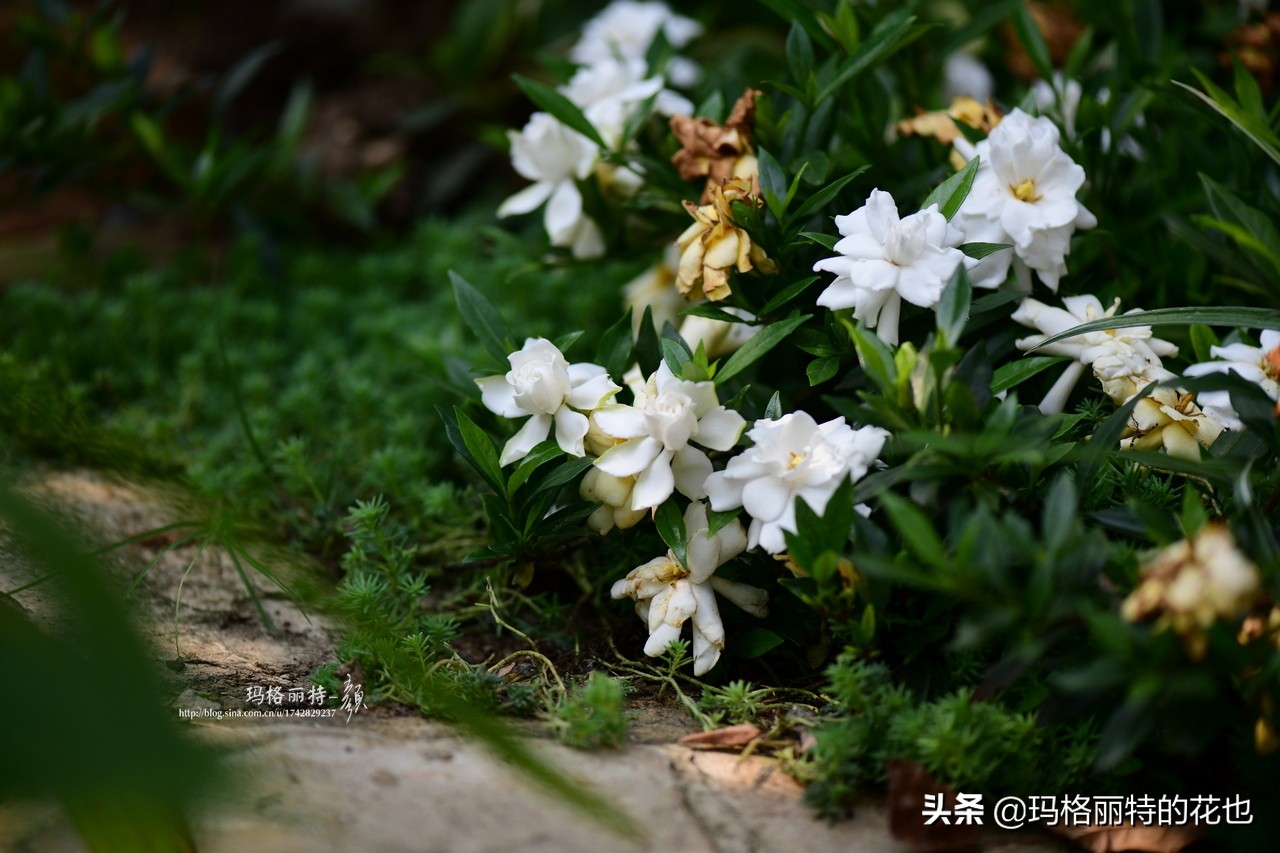 花园里四季常青的树,花园里四季都绿的植物