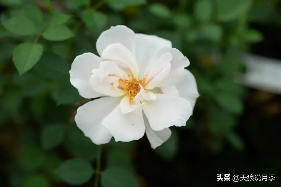 天狼自育抗病强品种,天狼自育浓香品种