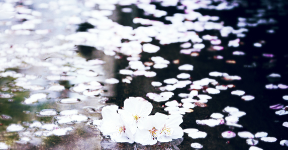 小伙买百年老屋,小伙贪便宜租百年老屋完整版