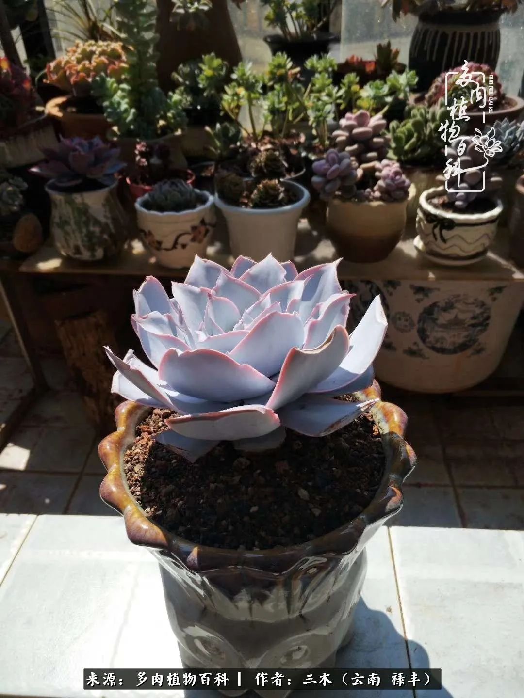 结缘多肉，阳台这一亩三分地就是我的世外桃源
