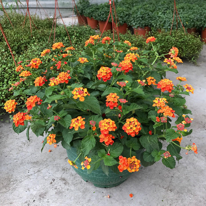 100种入侵植物名单,十大最惨入侵植物