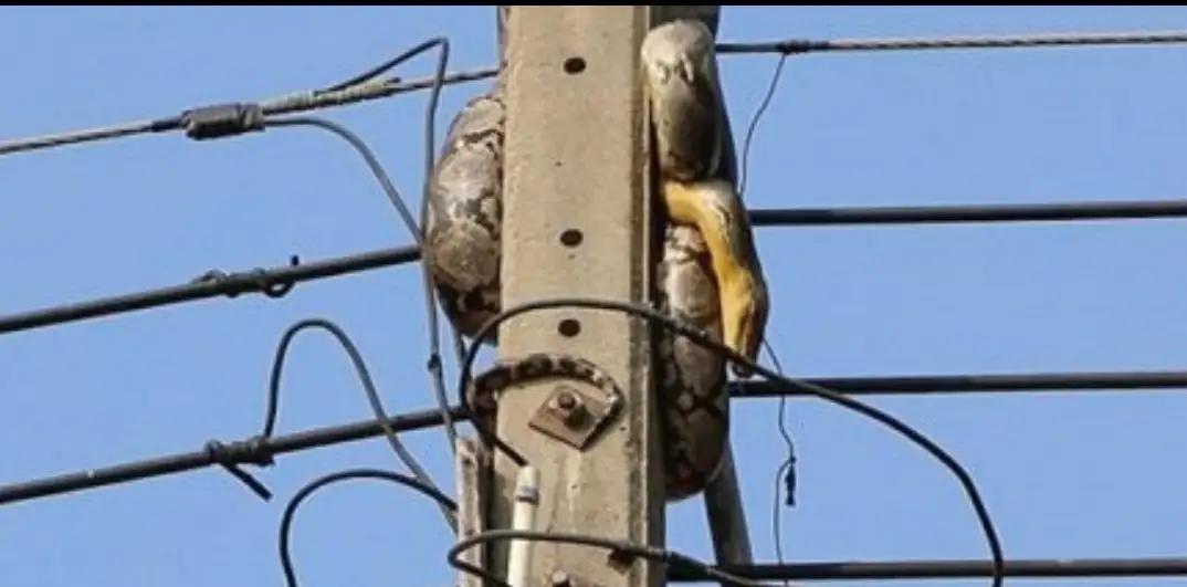 困电杆上的蟒蛇被救下,兽医说无治,爱蟒人精心救治,奇迹发生了