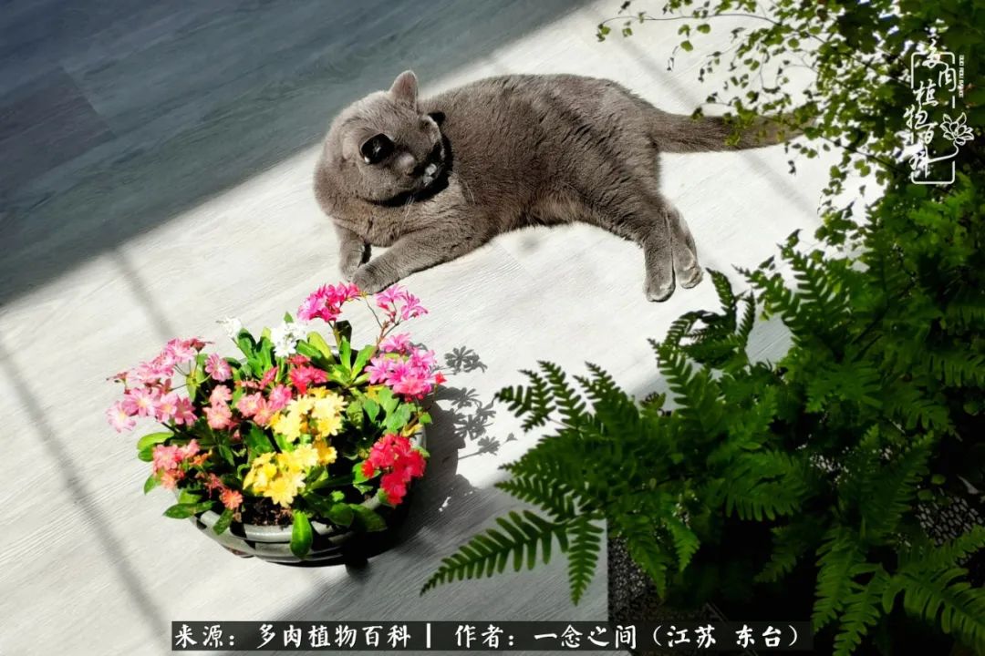 遇见花开蓝莓糖,遇见花开蔬菜沙拉酱