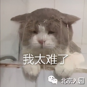 北京幼儿园争抢生源,北京最难进的5大幼儿园