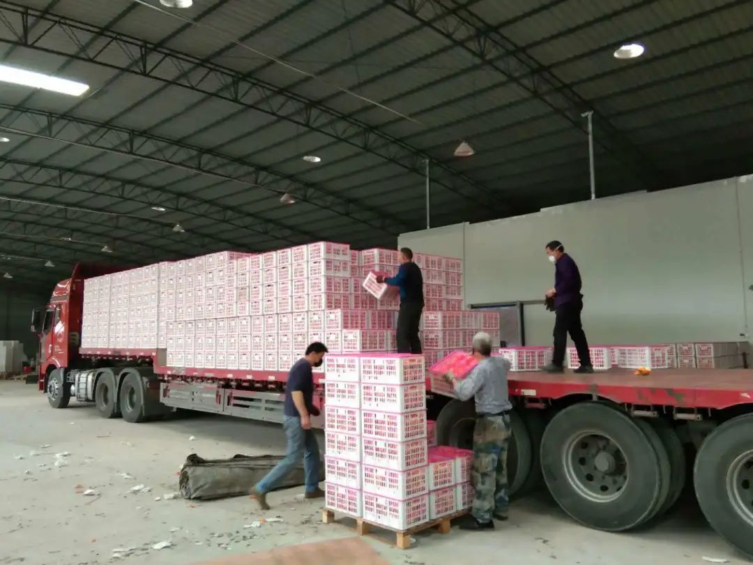 井研特产爱媛耙耙柑,四川乐山井研集益耙耙柑