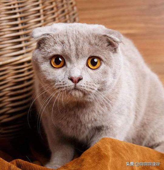 猫咪也爱美搞笑,猫咪戴上美瞳之后气质大变