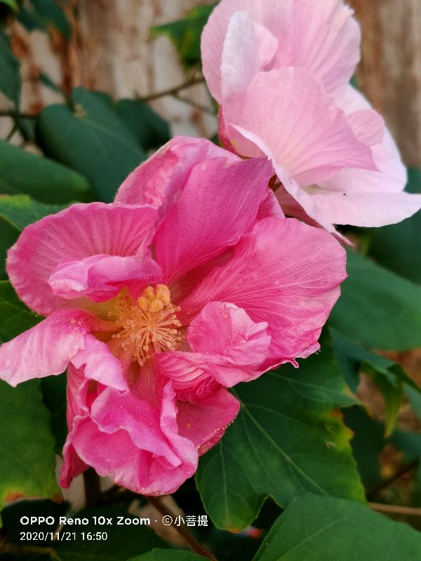 这种花通常用来比作美丽的女子,有人拿来做药,还有人当野菜吃