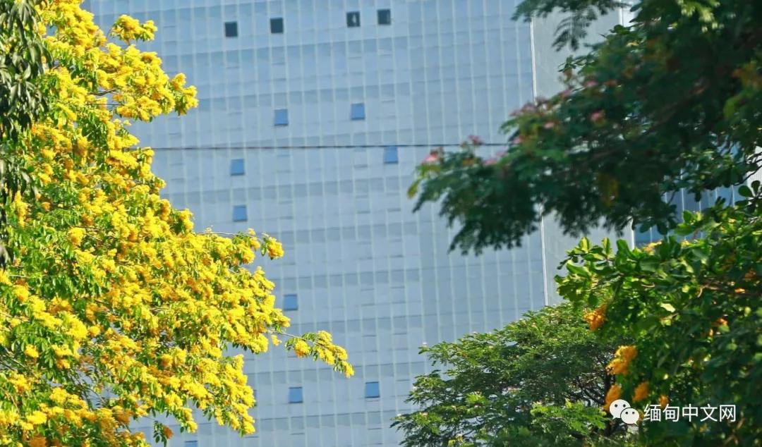 紫檀花开独一无二,紫檀花开了视频