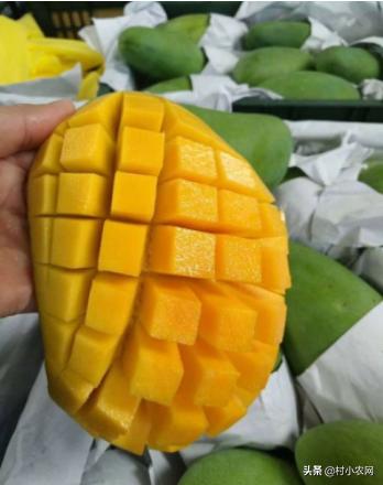 芒果采摘到成熟多少天,芒果怎样才能快速成熟