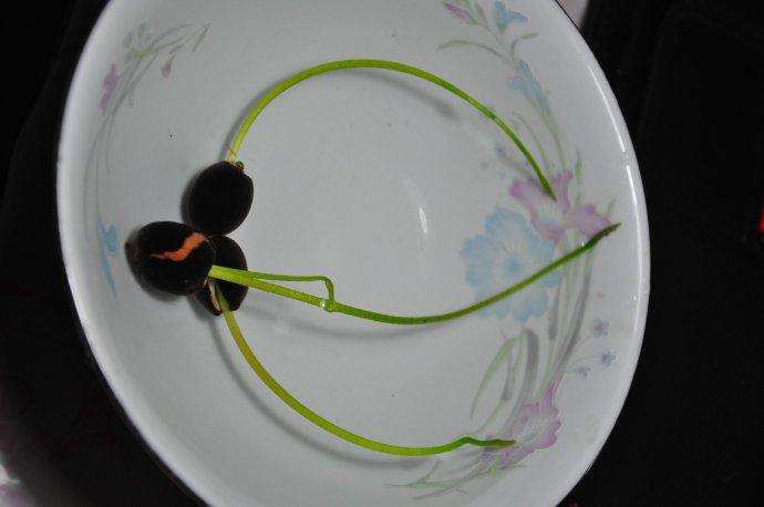 碗莲种子夏天可以种植吗,碗莲夏天开几次花