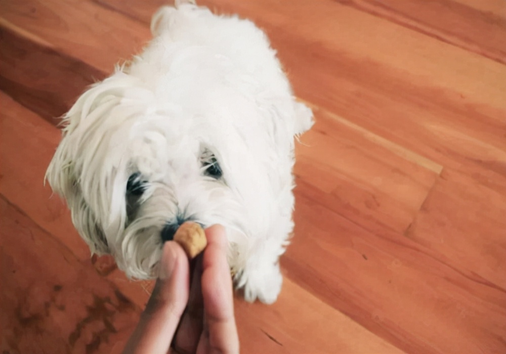 狗狗肠胃炎呕吐后便血,狗狗食欲不振还呕吐便血拉稀