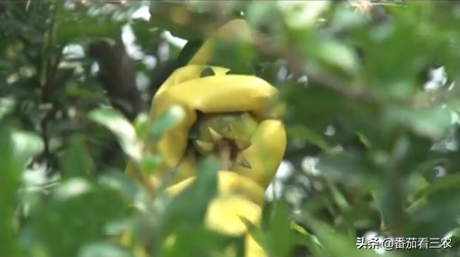 石榴防开裂套袋,石榴疏果技术