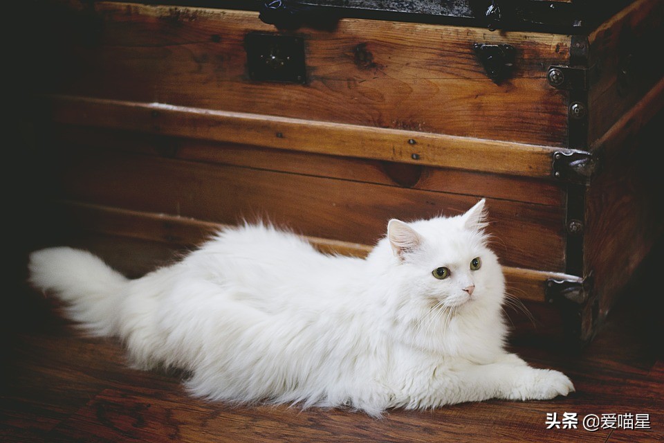 猫咪日常清洁护理,这七件事你做了吗?