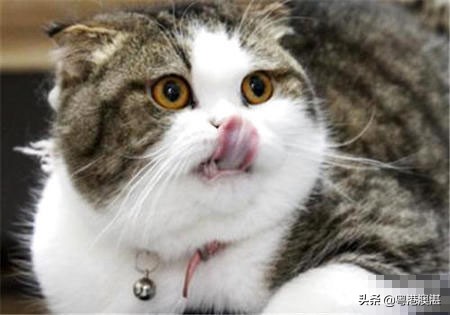 猫咪抑郁症再养一只小猫能缓解吗,怎么治愈猫咪抑郁