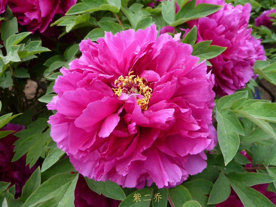 国色天香牡丹花雍容华贵,花中之王国色天香牡丹花