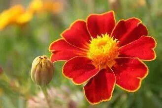 孔雀草叶,孔雀草花色艳丽