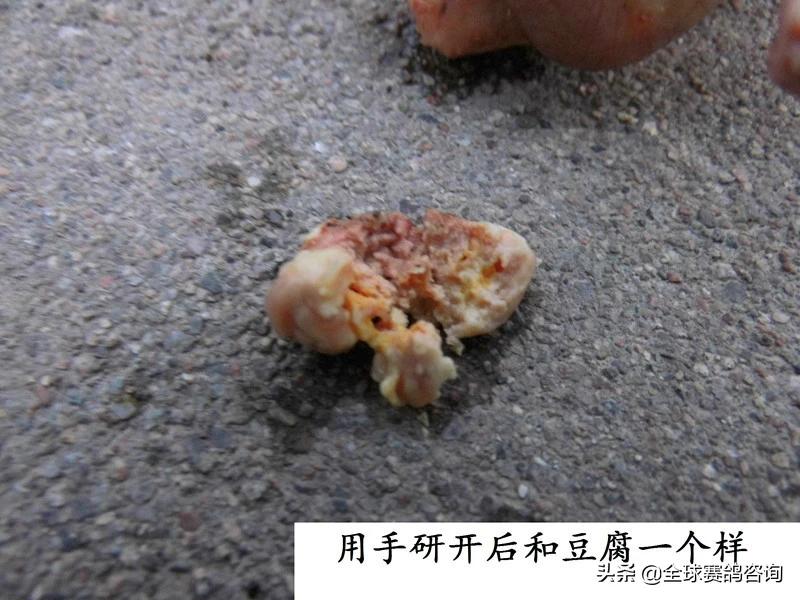 幼鸽肚脐没收好怎么办,幼鸽出壳后脐带怎么处理