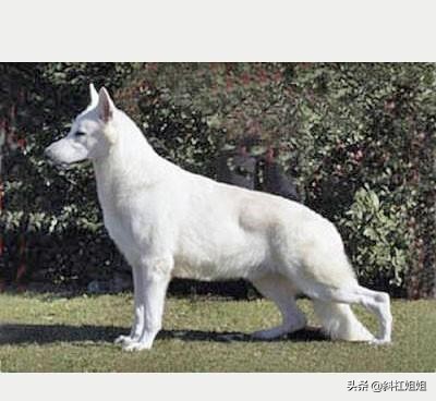 德牧和萨摩耶混血到底是什么品种,萨摩耶犬和德牧的白色崽图片