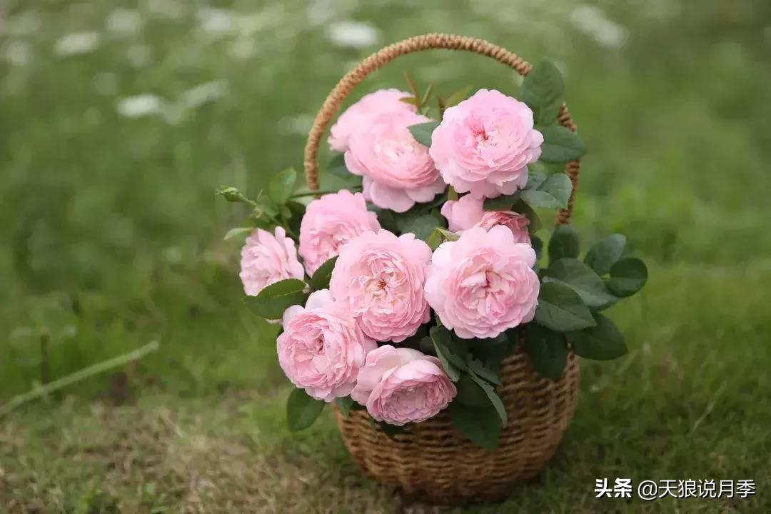 天狼月季新品月季幻紫耐热又梦幻,天狼推荐黄色月季