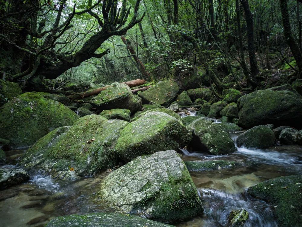 vivonex3和vivonex3s,vivonex3和vivonex3s区别