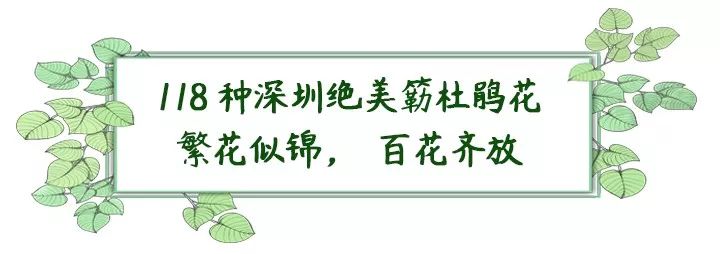 深圳最美簕杜鹃谷公园花海,宝安区花海赏花景点