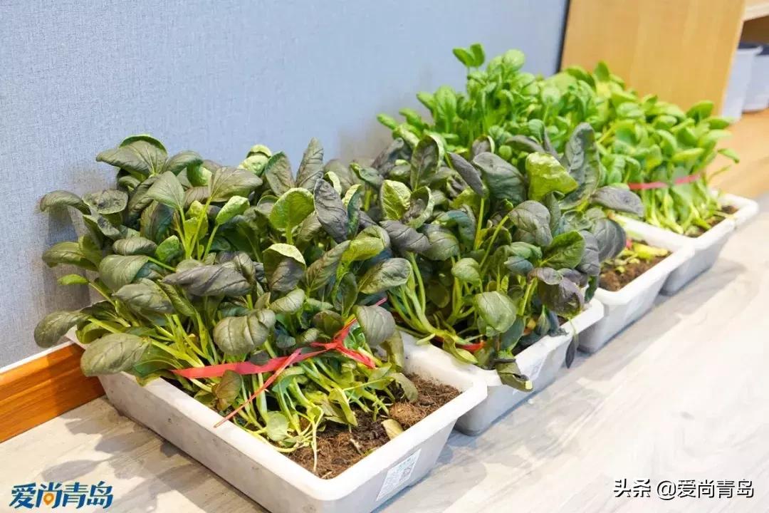 石锅鱼味美汤鲜,云南草帽蒸汽石锅鱼做法