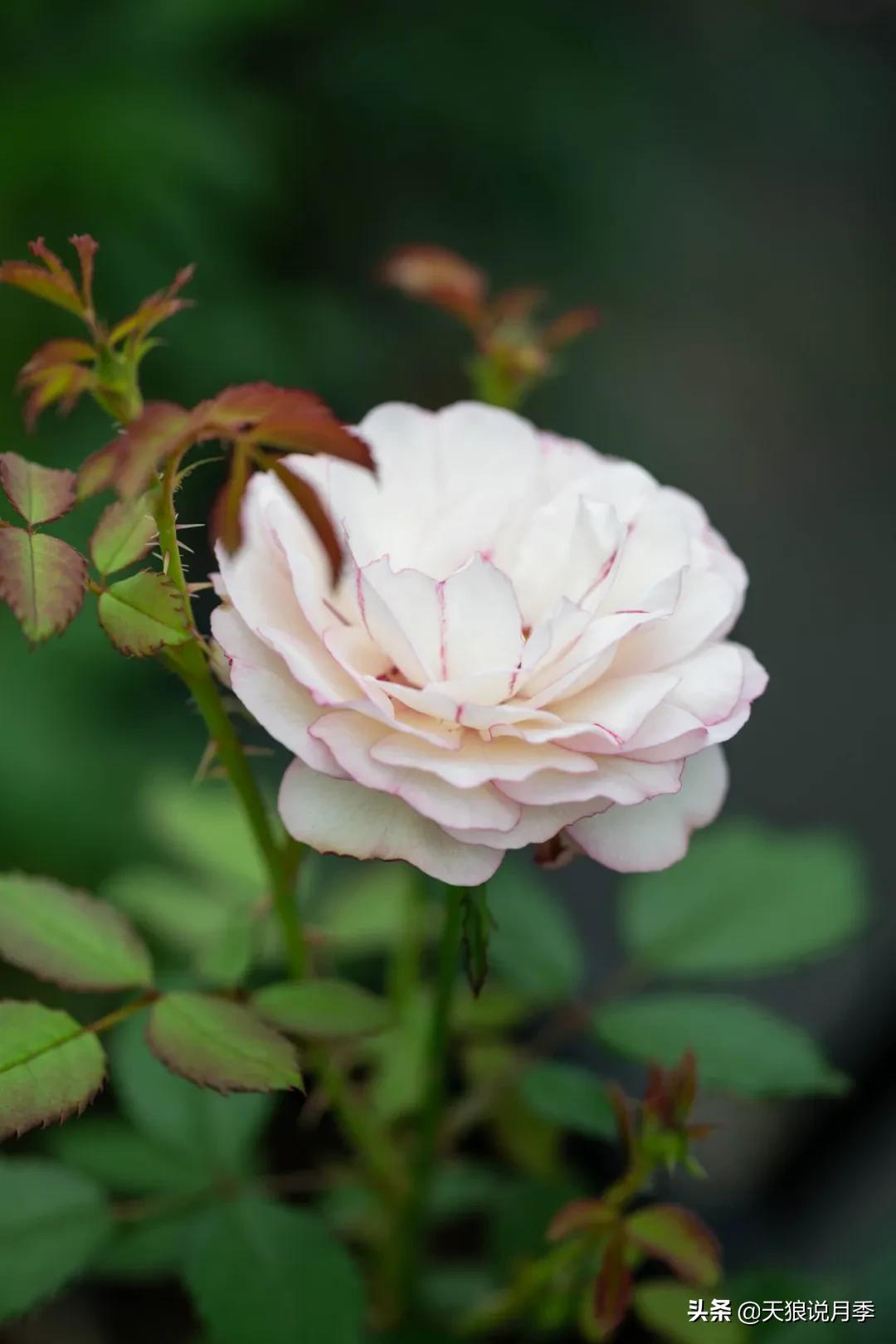 天狼自育抗病强品种,天狼自育浓香品种