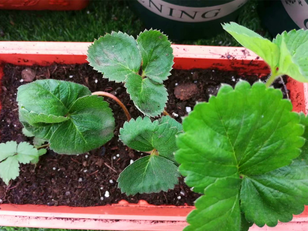 草莓走茎一直不剪,草莓植株剪了还能长