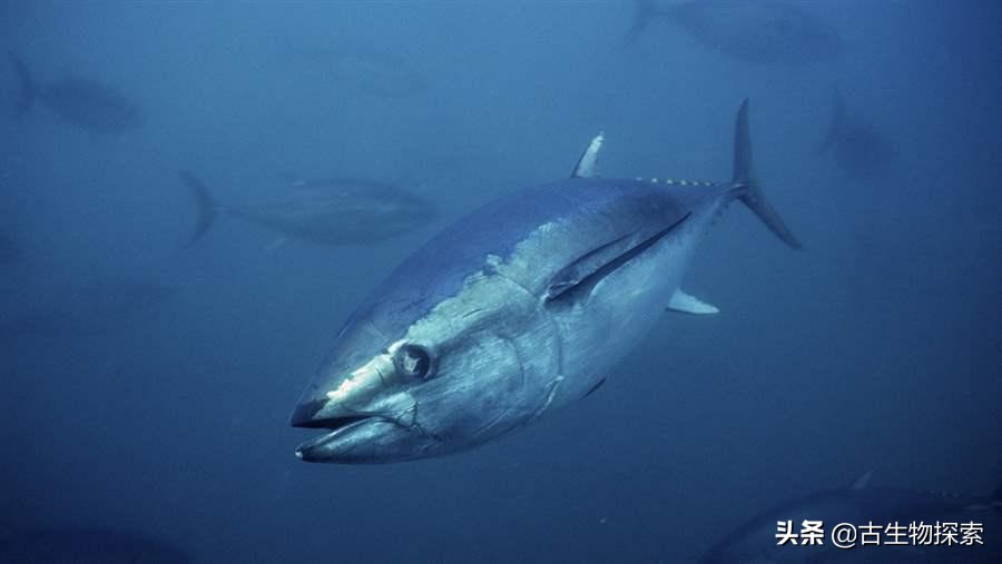 国际珍惜动物保护动物日,国际生物多样性保护日是哪一天
