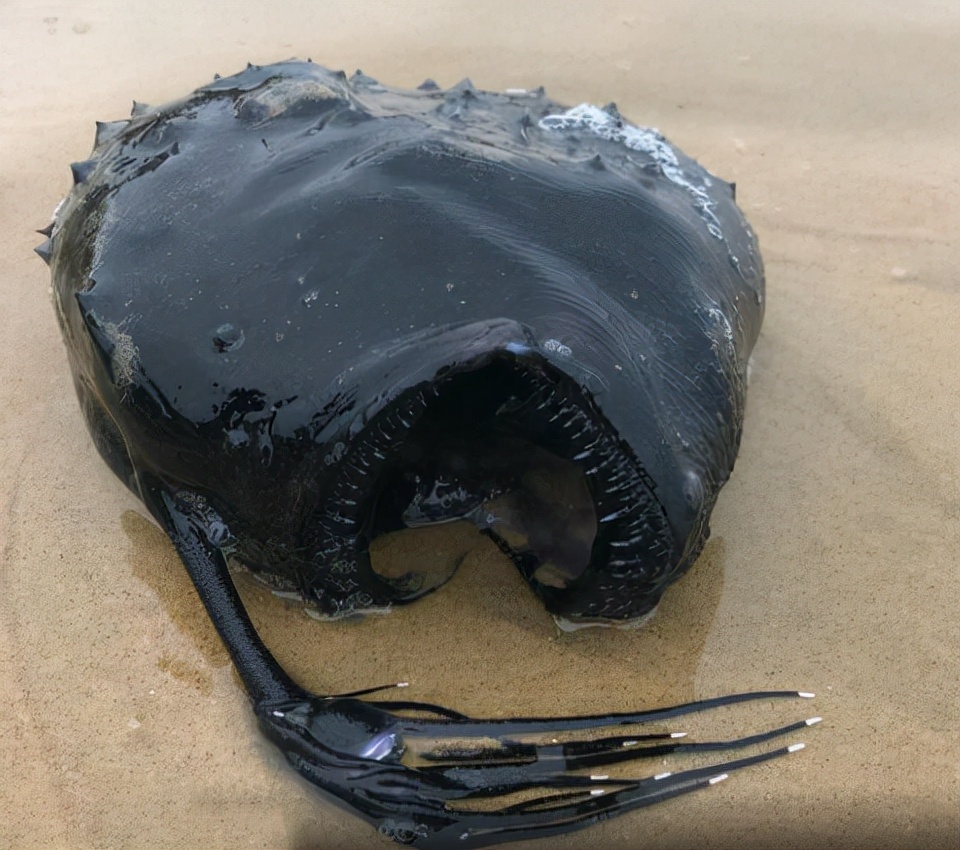 无头海狮？6米的长毛尸体？盘点过去十年被冲上海滩的奇怪生物