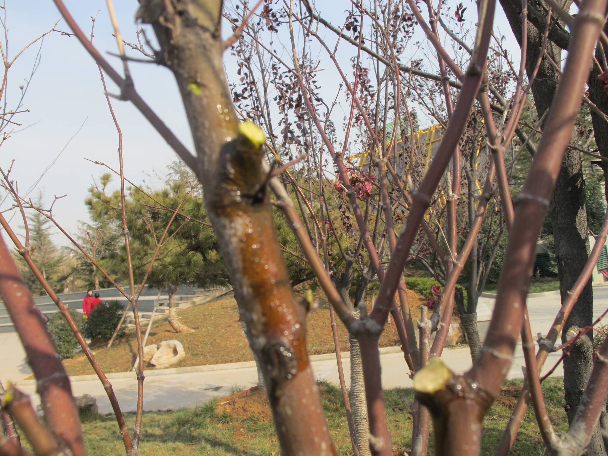 园林修剪的树枝怎么处理,园林树木修剪的五种基本方法