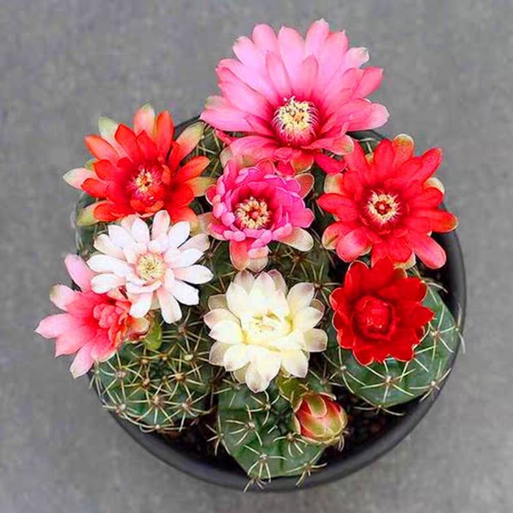 养了很多花只有绿萝最好养,绿萝养死还能养什么花