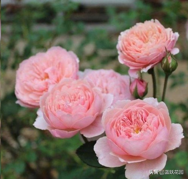 月季盲芽和不是盲芽的对比图,月季好多盲芽是怎么造成的