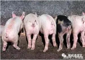 猪断尾和不断尾有啥区别,关于猪断尾