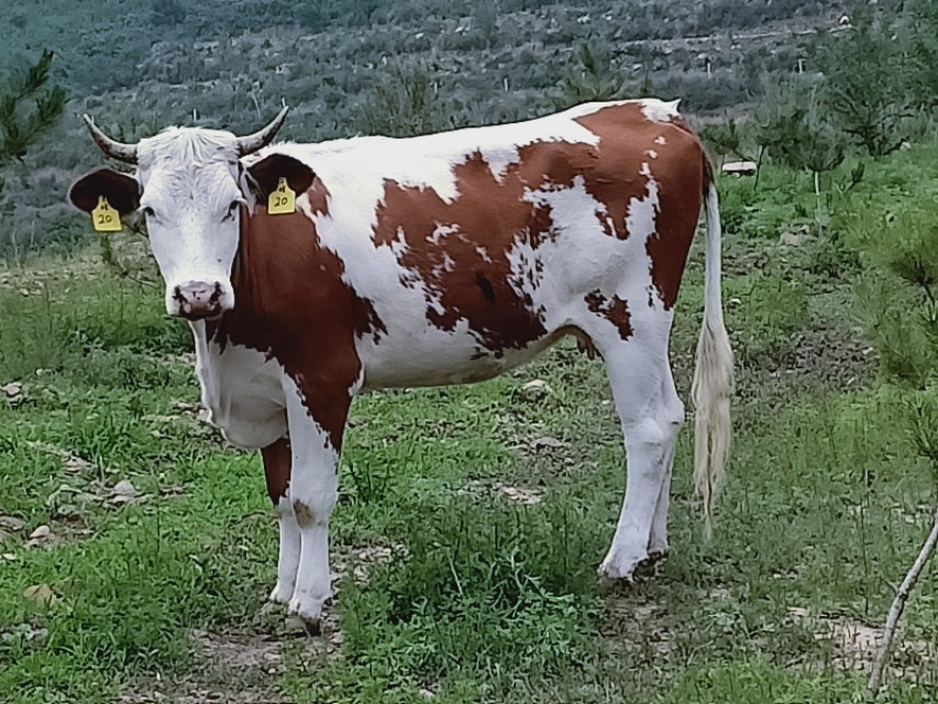 肉牛不排粪怎么办,肉牛食欲不振不吃食是怎么回事
