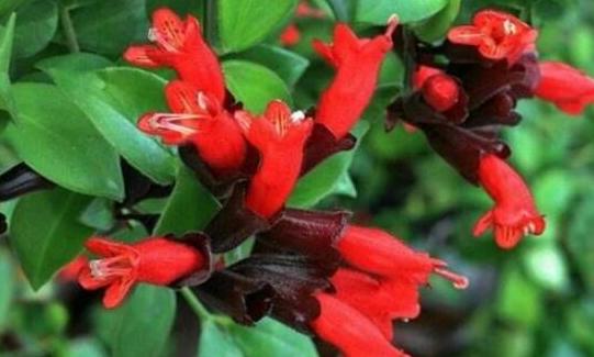 口红花的养殖方法和注意事项,口红花怎么养步骤教程