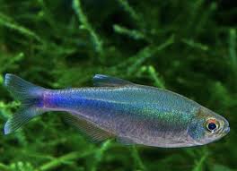 草缸灯鱼专用灯,草缸专用灯防太阳