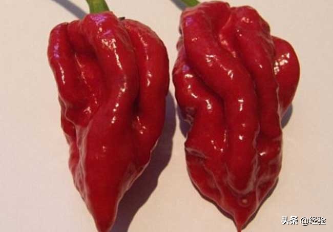 世界上最辣的辣椒排行榜前10名,世界上最辣的巧克力在哪里买