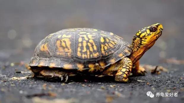 喂龟食物推荐,幼龟可以吃什么人类的食物