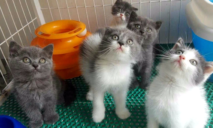 英短蓝猫有哪些特点,英短蓝猫好养活吗