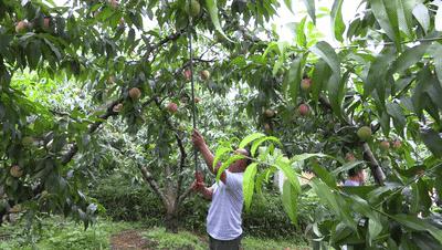 永乐艳红桃采摘,永乐黄桃采摘