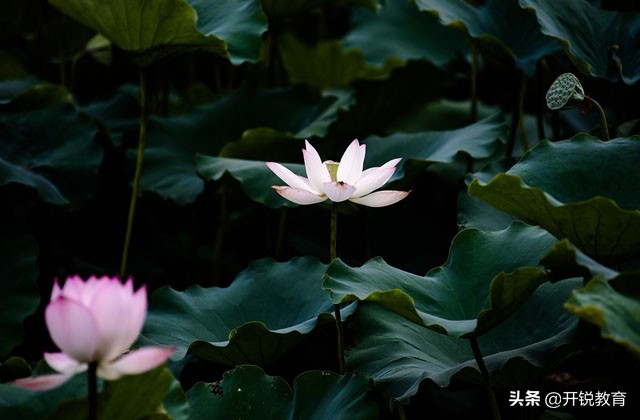 你为什么选择广州打拼,你为什么入户深圳