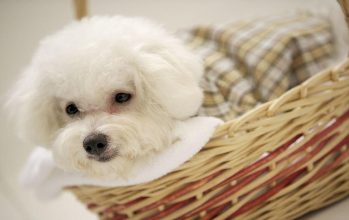 比熊知识大盘点,怎么知道比熊犬要大小便呢