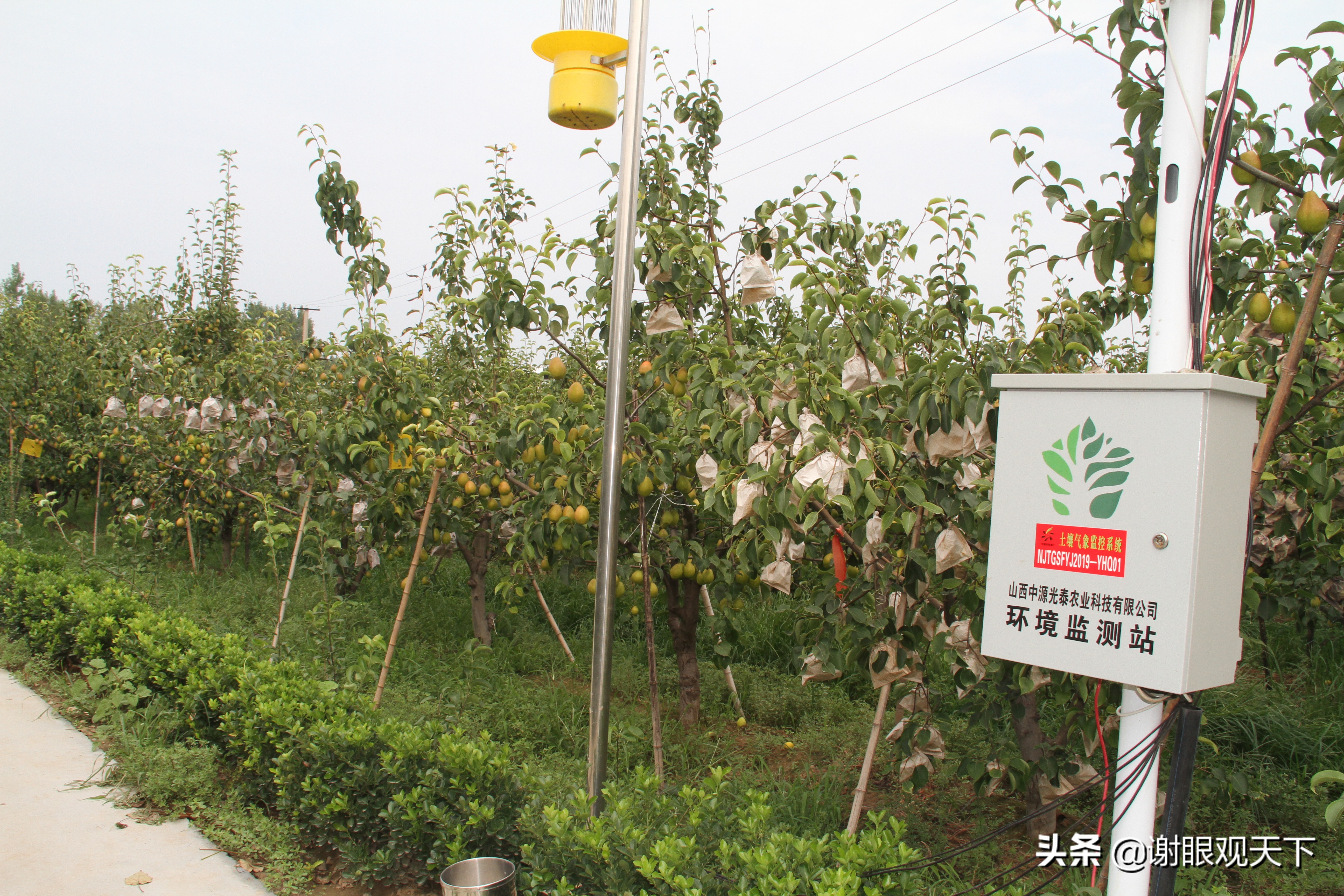 翘指齐赞嘉施利助力梨农品质高