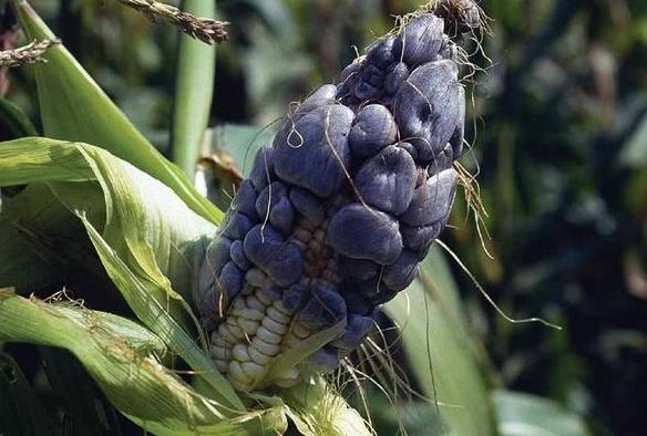 玉米上长的黑黑的菌外国叫啥,玉米上面黑色的菌图片