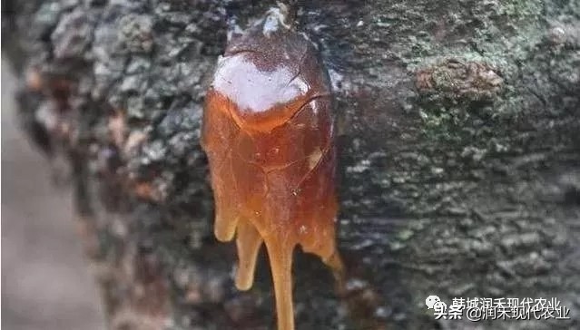 花椒流胶病的防治方法,花椒树流胶病的防治方法