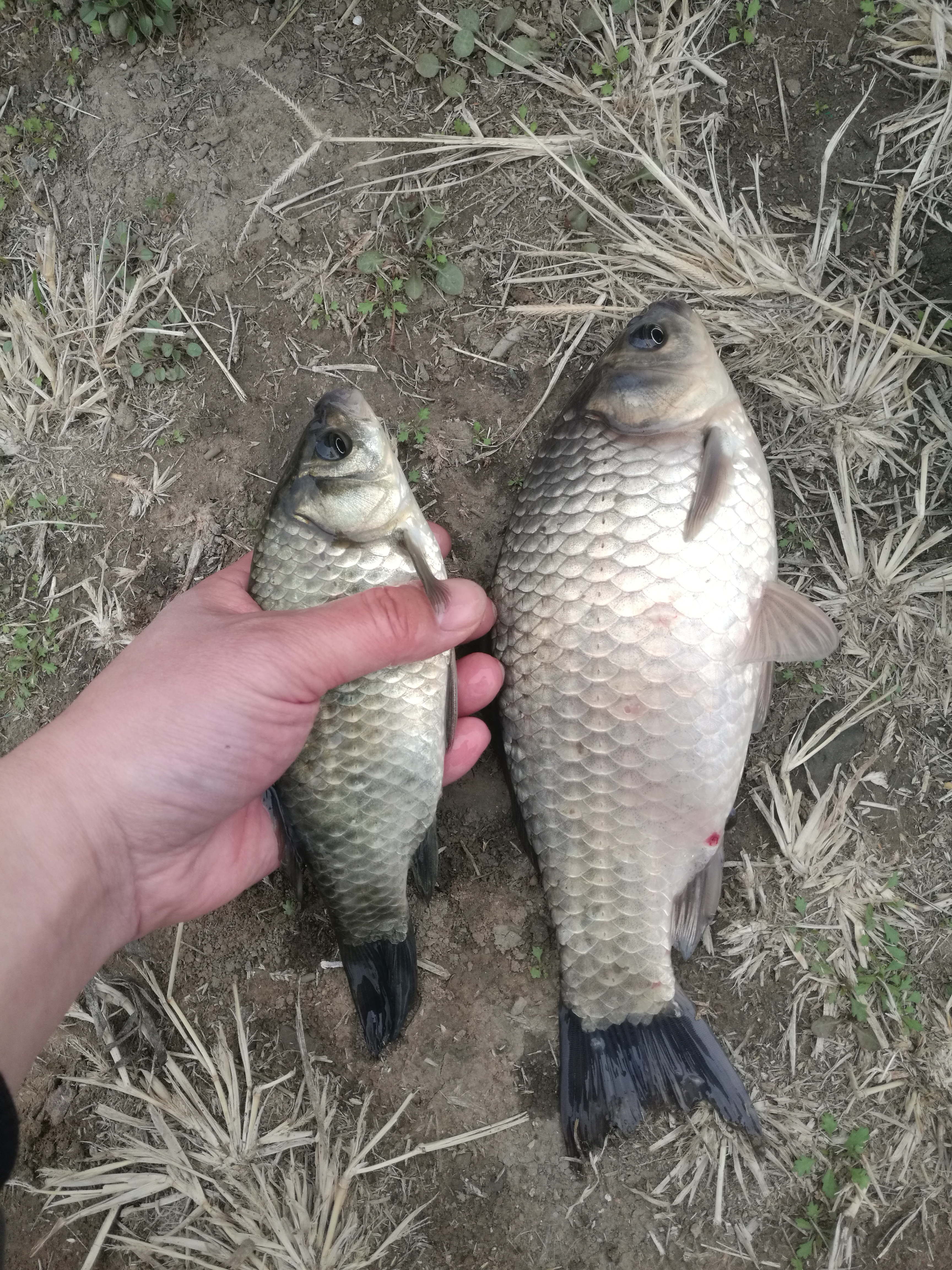 野钓鲫鱼绝密技巧大全,野钓钓鲫鱼技巧详解全攻略