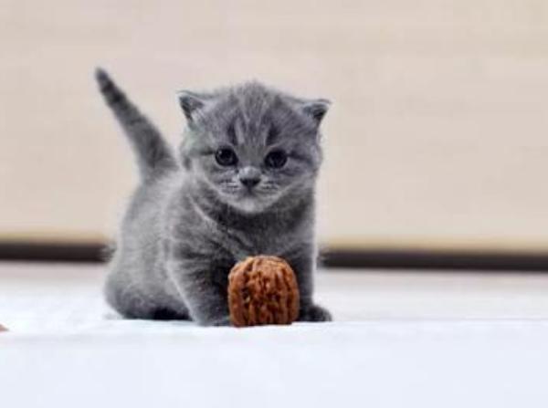 挑选健康猫咪,如何挑选一只粘人又听话的小猫咪