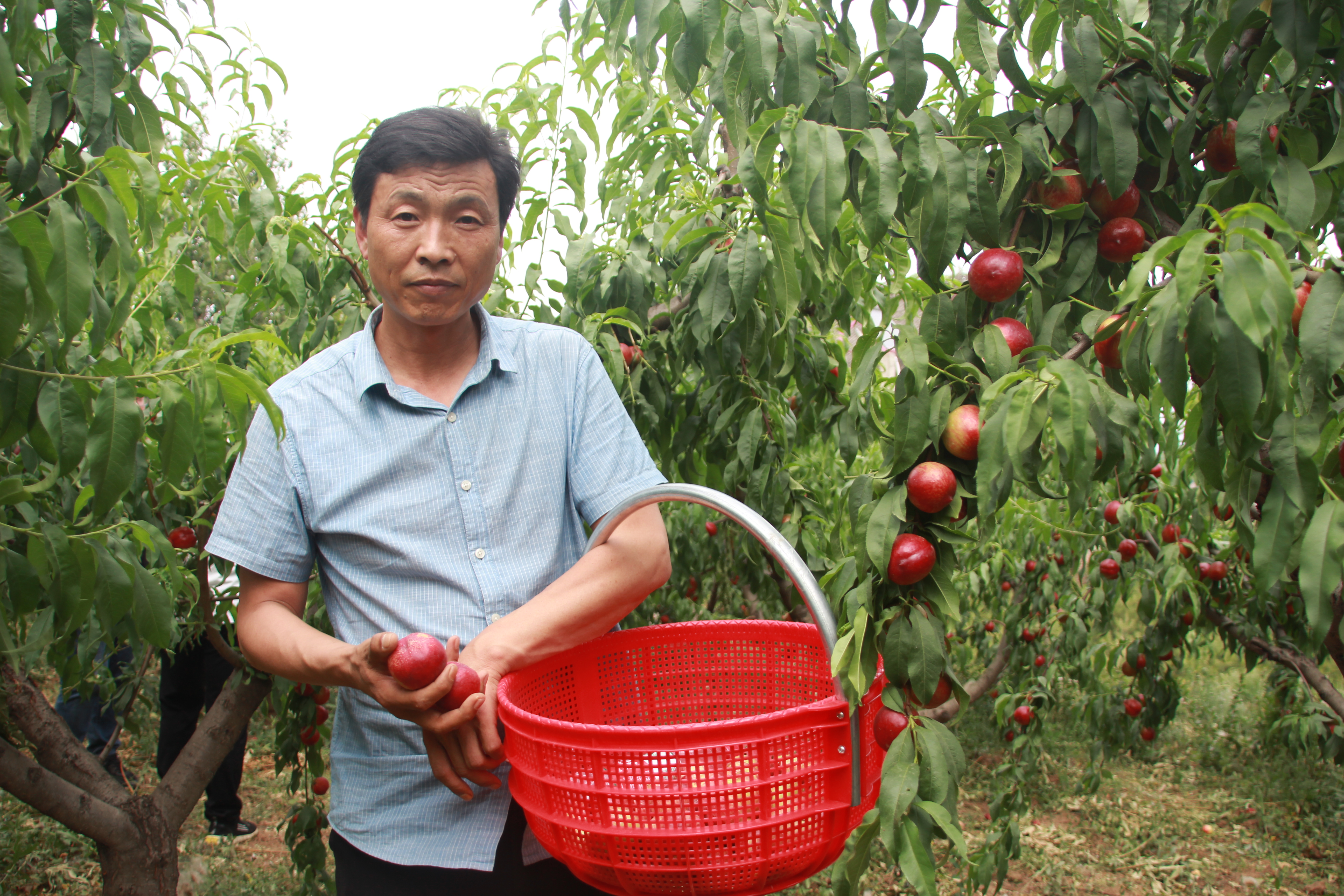 陕西周至露天甜油桃,周至骆峪水蜜桃