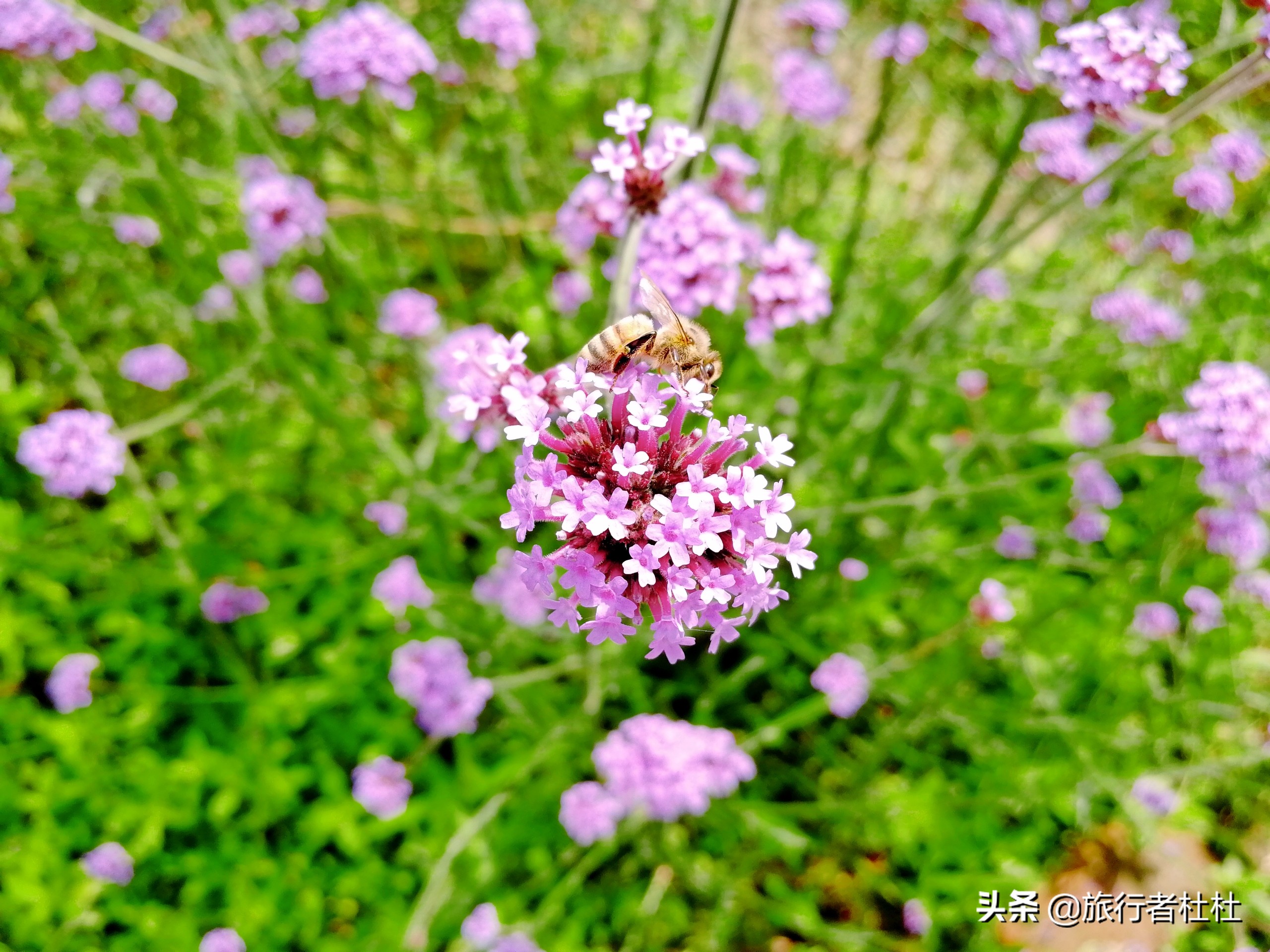 江北荪湖马鞭草花园,荪湖马鞭草花海要买票吗